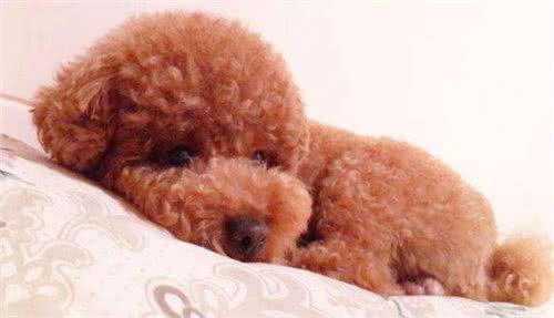 泰迪犬的这5种行为，是想告诉你，你惹到它了