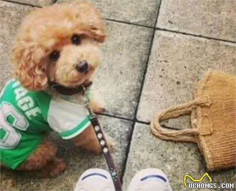 泰迪犬的这5种行为，是想告诉你，你惹到它了
