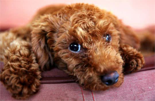 泰迪犬的这5种行为，是想告诉你，你惹到它了