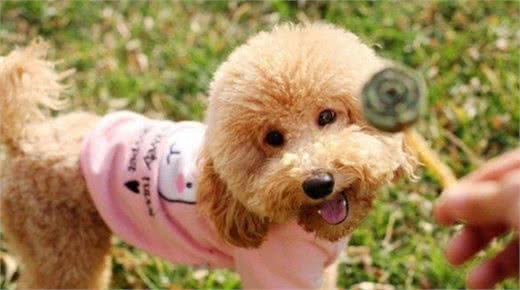 泰迪犬的这5种行为，是想告诉你，你惹到它了
