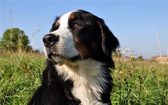 这10种狗狗是肿瘤的高发犬种，有你家狗狗吗?