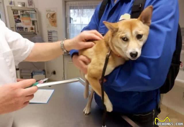 这10种狗狗是肿瘤的高发犬种，有你家狗狗吗?