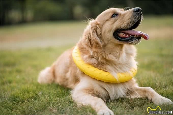 这10种狗狗是肿瘤的高发犬种，有你家狗狗吗?