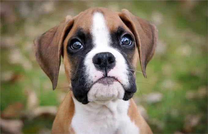 这10种狗狗是肿瘤的高发犬种，有你家狗狗吗?