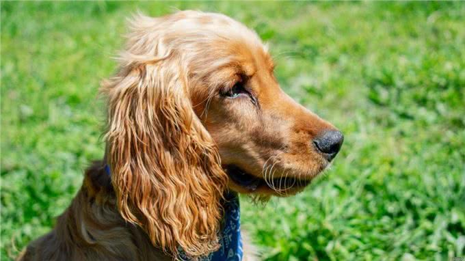 这10种狗狗是肿瘤的高发犬种，有你家狗狗吗?