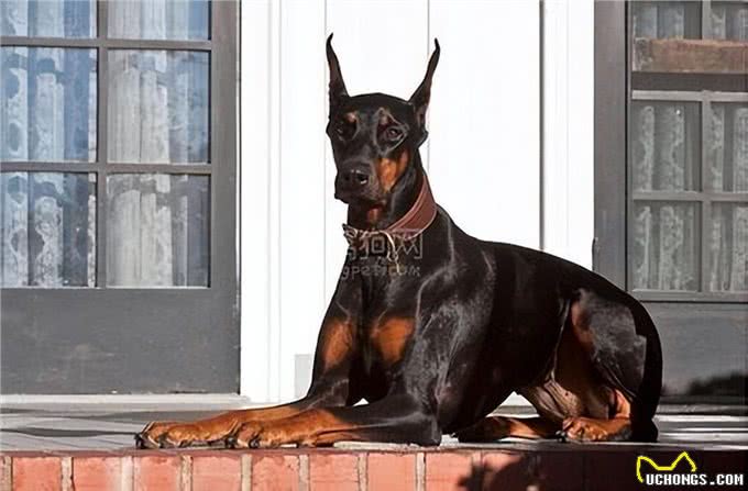 这10种狗狗是肿瘤的高发犬种，有你家狗狗吗?