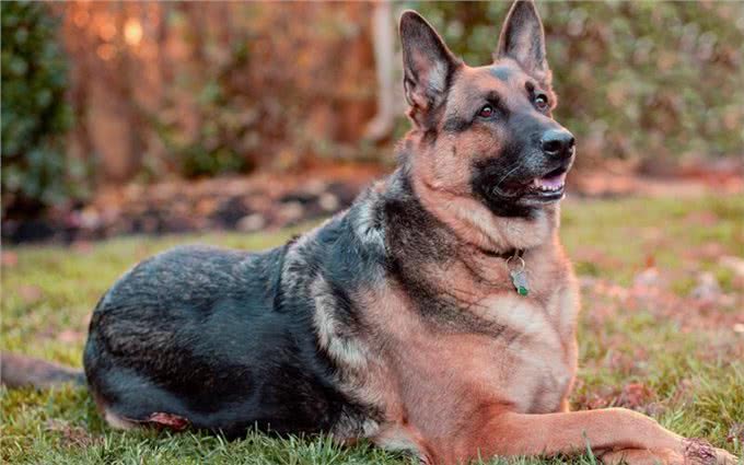 这10种狗狗是肿瘤的高发犬种，有你家狗狗吗?