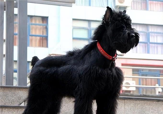 这10种狗狗是肿瘤的高发犬种，有你家狗狗吗?