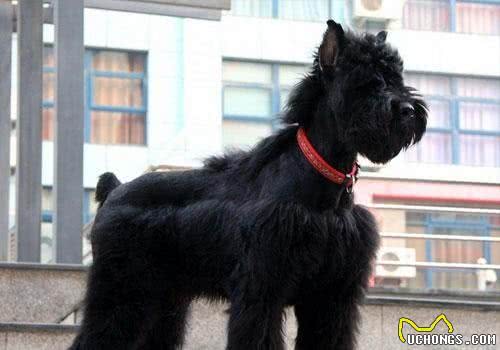 这10种狗狗是肿瘤的高发犬种，有你家狗狗吗?