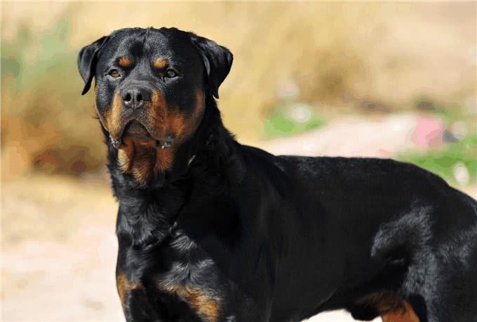 这10种狗狗是肿瘤的高发犬种，有你家狗狗吗?