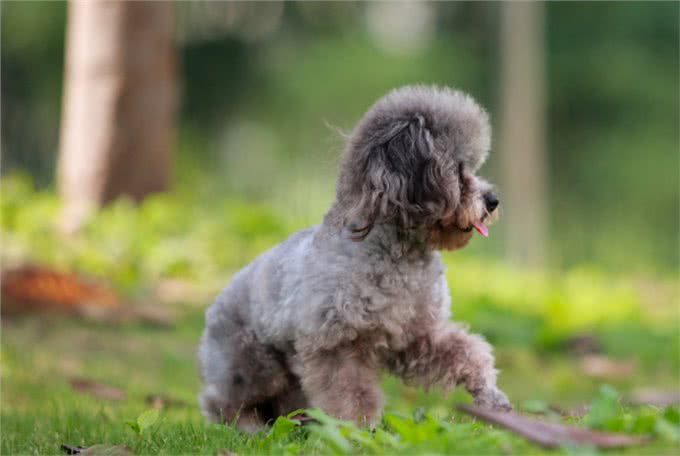 这10种狗狗是肿瘤的高发犬种，有你家狗狗吗?