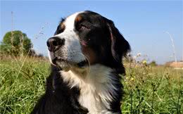 这10种狗狗是肿瘤的高发犬种，有你家狗狗吗?