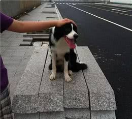 狗的占有欲有多强?它们吃醋时会做出什么神奇的事?