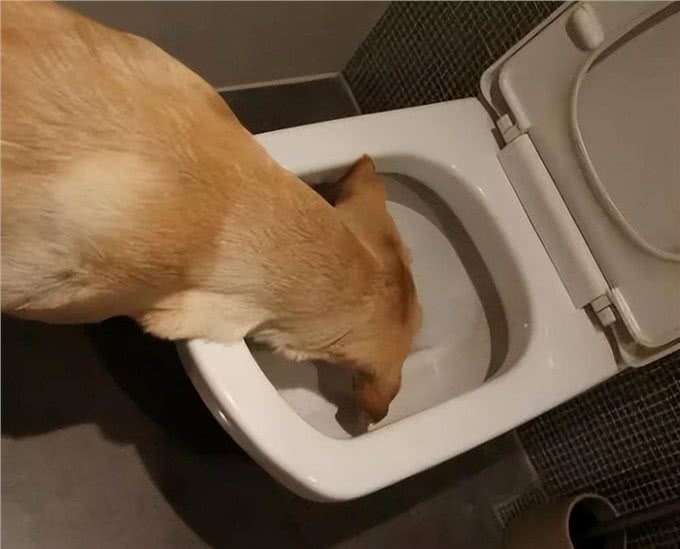 狗为什么喜欢喝脏水?马桶里的水为何那么香?