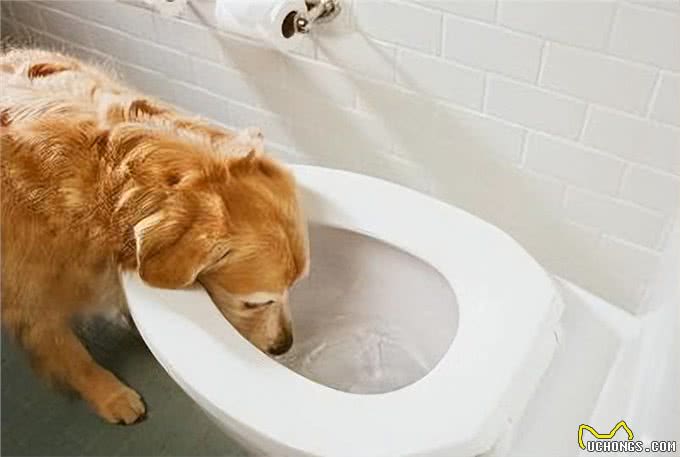 狗为什么喜欢喝脏水?马桶里的水为何那么香?