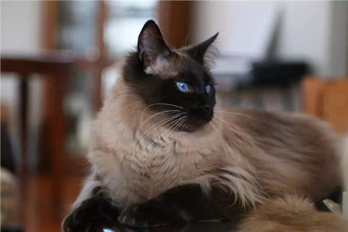 最热情的猫咪，不仅粘人还很忠诚哦