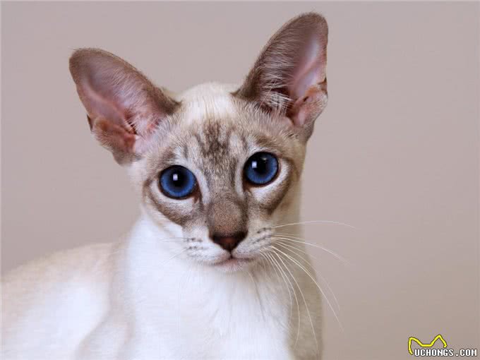 最热情的猫咪，不仅粘人还很忠诚哦