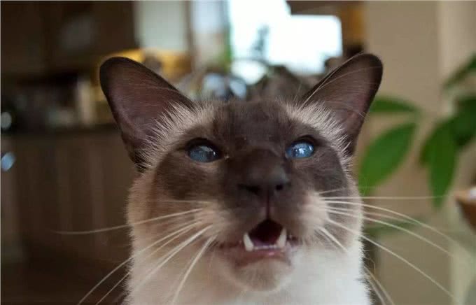 最热情的猫咪，不仅粘人还很忠诚哦