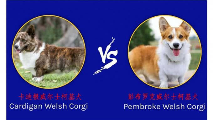 卡迪根威尔士柯基犬与彭布罗克威尔士柯基犬：有什么区别?
