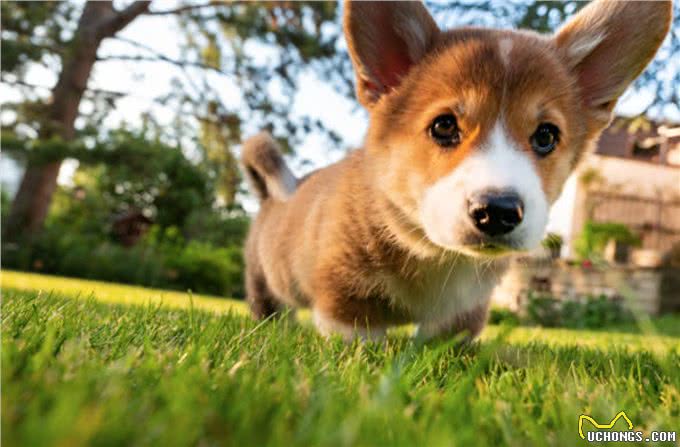 卡迪根威尔士柯基犬与彭布罗克威尔士柯基犬：有什么区别?