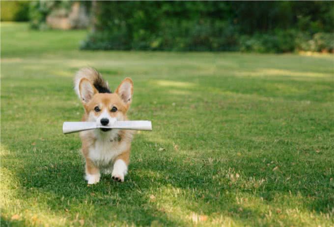 卡迪根威尔士柯基犬与彭布罗克威尔士柯基犬：有什么区别?