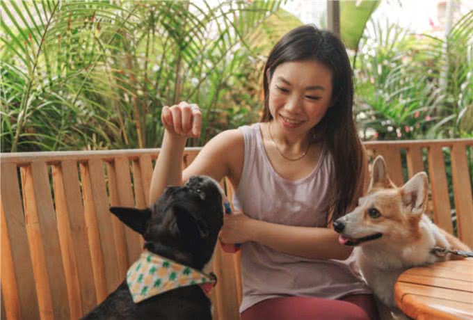 卡迪根威尔士柯基犬与彭布罗克威尔士柯基犬：有什么区别?