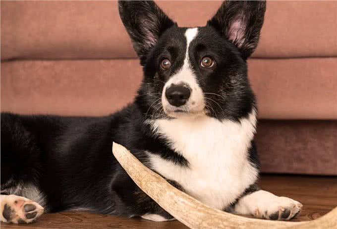 卡迪根威尔士柯基犬与彭布罗克威尔士柯基犬：有什么区别?