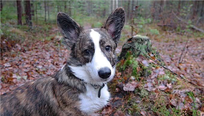 卡迪根威尔士柯基犬与彭布罗克威尔士柯基犬：有什么区别?