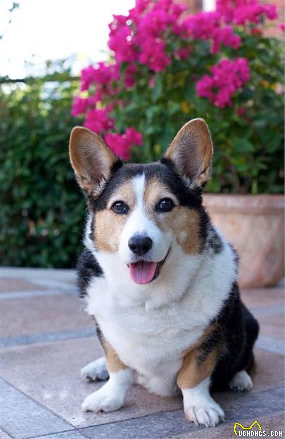 卡迪根威尔士柯基犬与彭布罗克威尔士柯基犬：有什么区别?