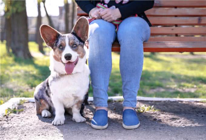卡迪根威尔士柯基犬与彭布罗克威尔士柯基犬：有什么区别?