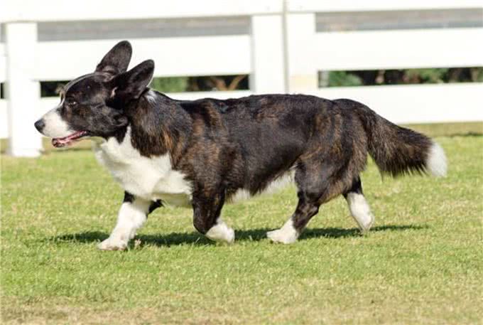 卡迪根威尔士柯基犬与彭布罗克威尔士柯基犬：有什么区别?