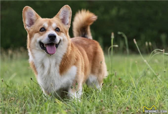 卡迪根威尔士柯基犬与彭布罗克威尔士柯基犬：有什么区别?