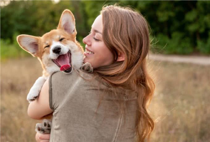 卡迪根威尔士柯基犬与彭布罗克威尔士柯基犬：有什么区别?