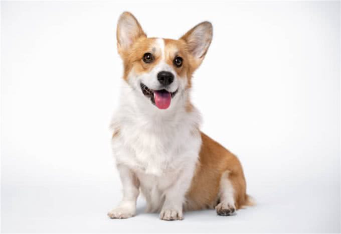 卡迪根威尔士柯基犬与彭布罗克威尔士柯基犬：有什么区别?