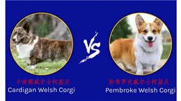 卡迪根威尔士柯基犬与彭布罗克威尔士柯基犬：有什么区别?
