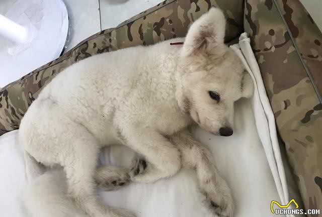 养狗新人如何判断狗狗细小，以及早期如何预防细小