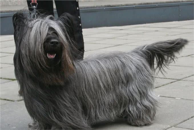 十大受欢迎的小型犬种