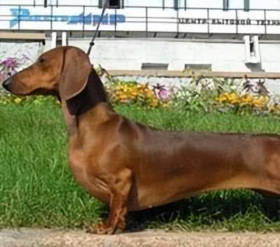 十大受欢迎的小型犬种