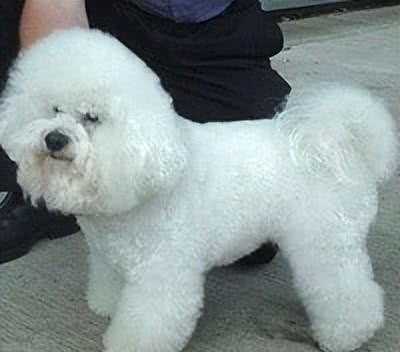 十大受欢迎的小型犬种