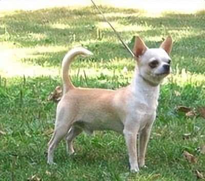 十大受欢迎的小型犬种