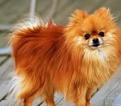 十大受欢迎的小型犬种