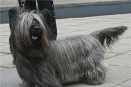 十大受欢迎的小型犬种
