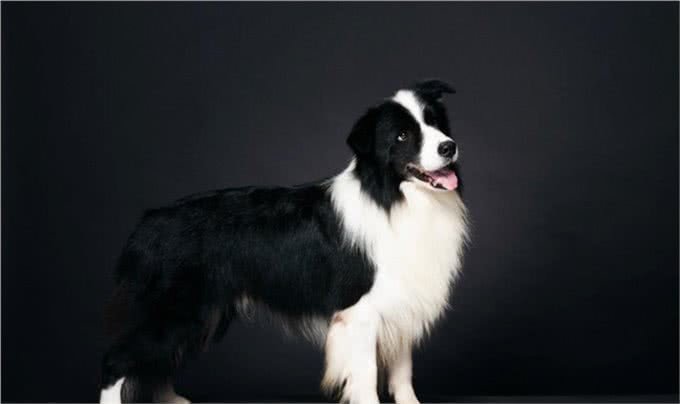 最有活力的七种狗狗