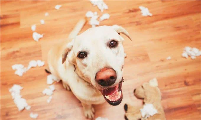 最有活力的七种狗狗