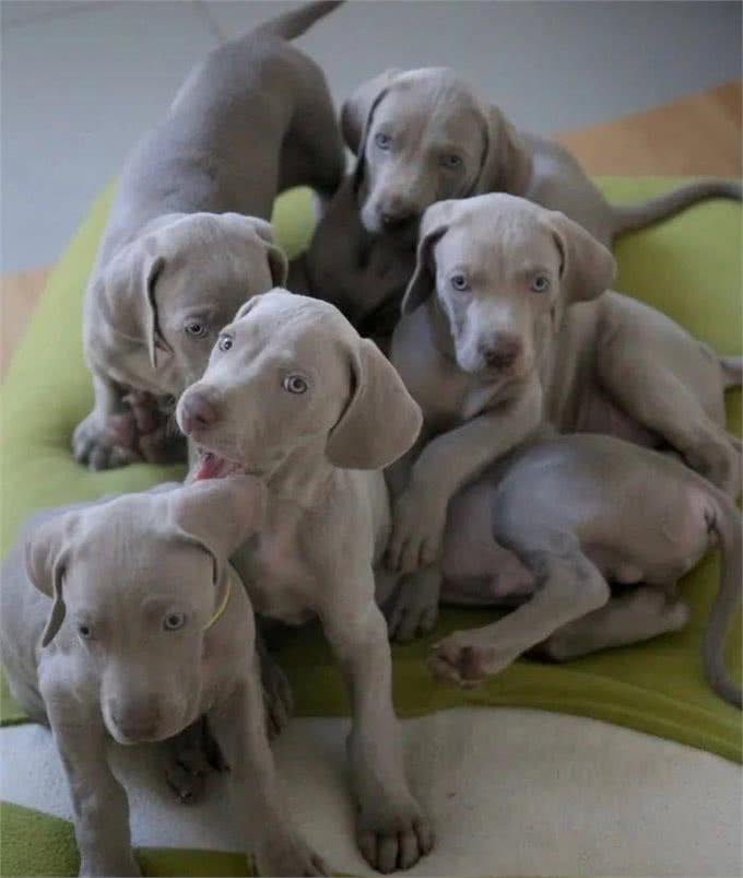 最有活力的七种狗狗