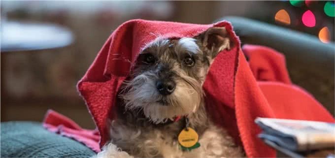 最有活力的七种狗狗