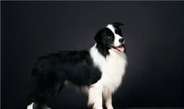 最有活力的七种狗狗