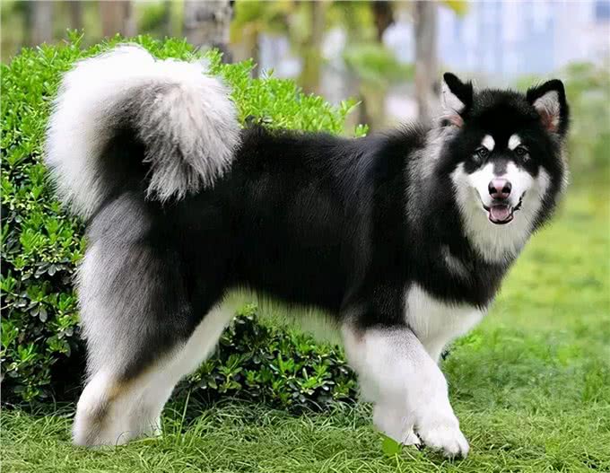 阿拉斯加犬纯不纯，看这几点就知道，串串一眼能看出来