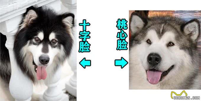 阿拉斯加犬纯不纯，看这几点就知道，串串一眼能看出来