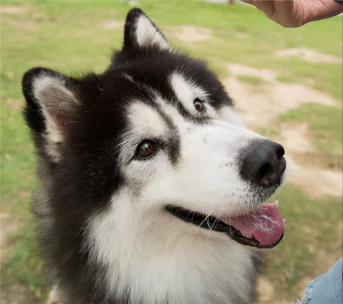 阿拉斯加犬纯不纯，看这几点就知道，串串一眼能看出来